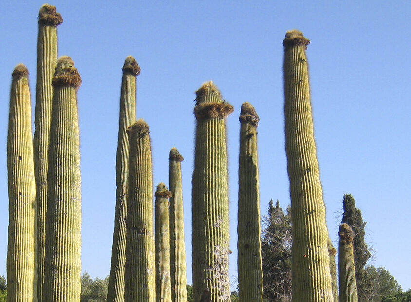 Jardín Tropical Pinya de Rosa