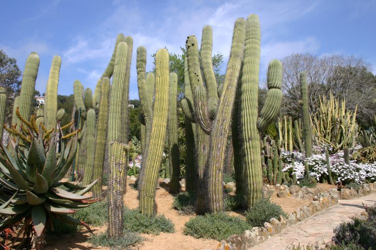 PINYA DE ROSA (6)-min