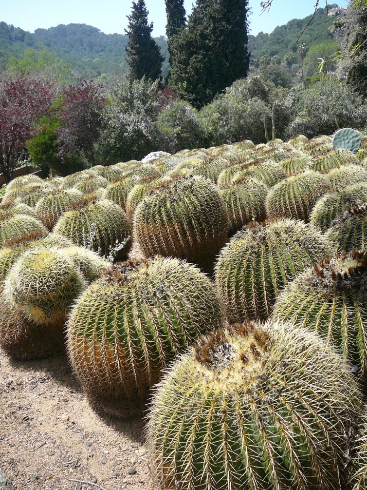 PINYA DE ROSA (7)-min