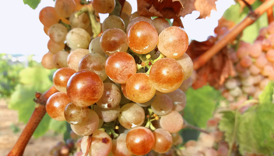 Uvas