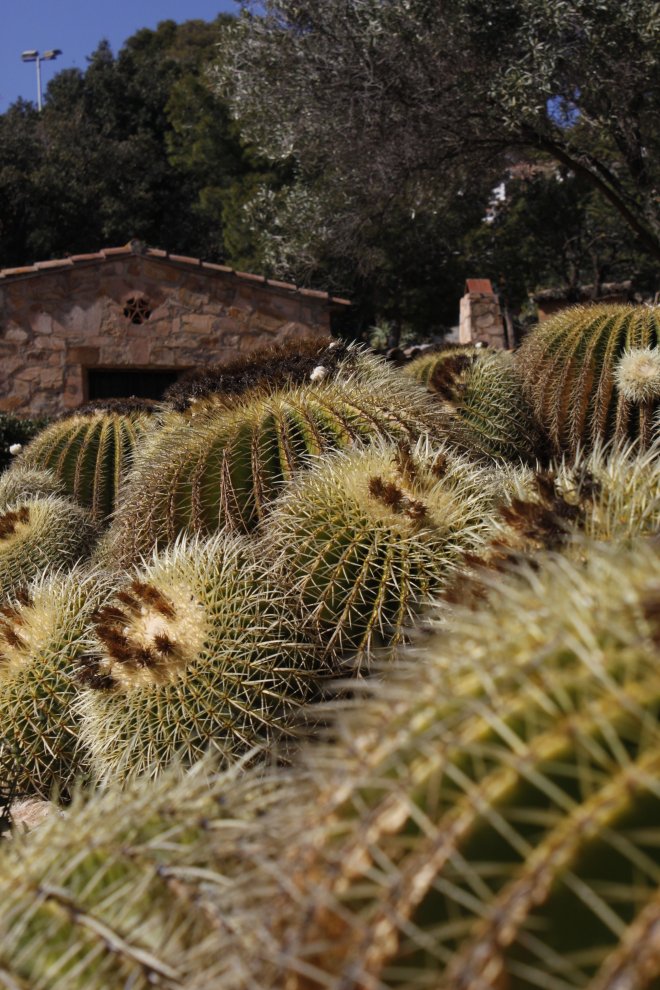 PINYA DE ROSA (11)