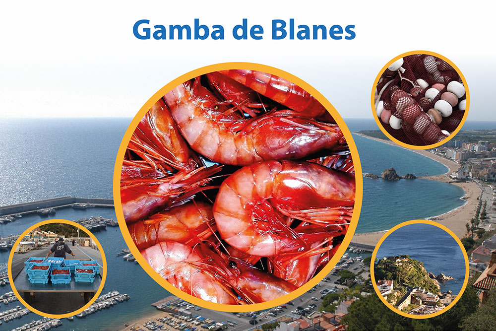 Gamba de Blanes